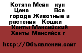 Котята Мейн - кун › Цена ­ 19 000 - Все города Животные и растения » Кошки   . Ханты-Мансийский,Ханты-Мансийск г.